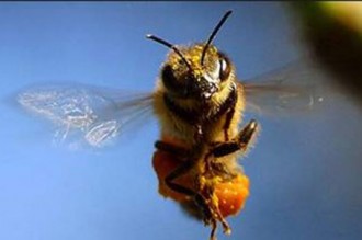 Togo : Des chrétiens chassés par un commando dÂ’abeilles 